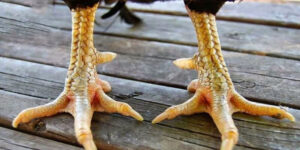 Vảy gà ngũ quỷ là gì?